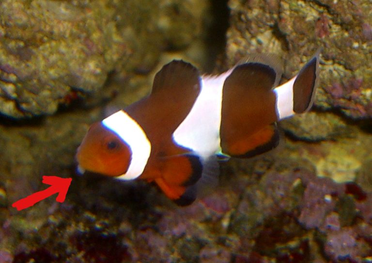 hvad er dette for ngoet ???