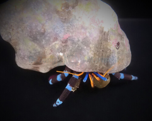 calcinus_elegans_wm.jpg