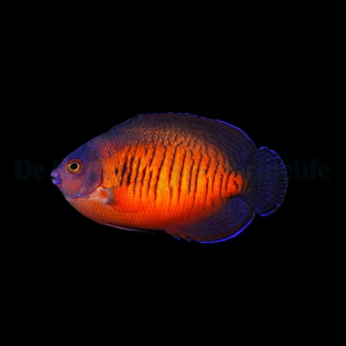 centropyge_bispinosa3thump_1 (1).jpg