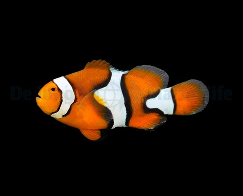 amphiprion_percula_-_t.b_wm_1.jpg
