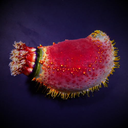 pseudocolochirus_violaceus_indonesia_wm.jpg