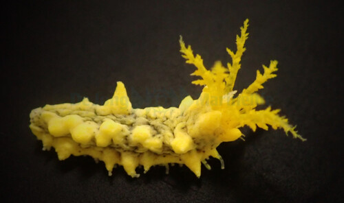 colochirus_robustus_wm.jpg