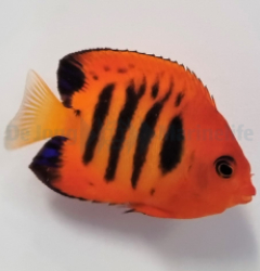 centropyge_loricula_wm_thumb.jpg