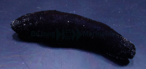 holothuria_halodeima_atra_wm.jpg