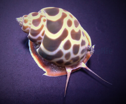 babylonia_zeylanica_wm.jpg