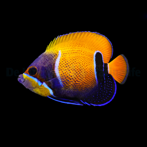 pomacanthus_navarchus_adult_3wm.jpg