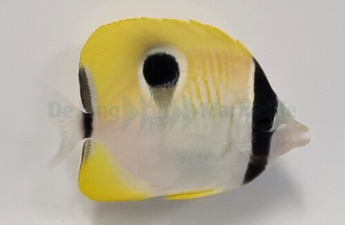 chaetodon_unimaculatus_wm.jpg
