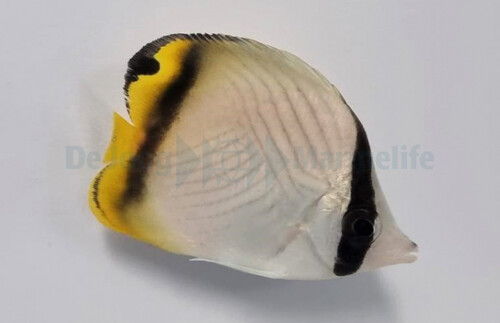 chaetodon_vagabundus_s_wm.jpg