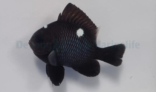 dascyllus_trimaculatus_3_wm.jpg