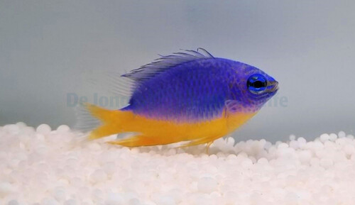 chrysiptera_hemicyanea_wm.jpg