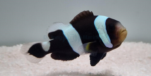 amphiprion_polymnus_wm_3.jpg
