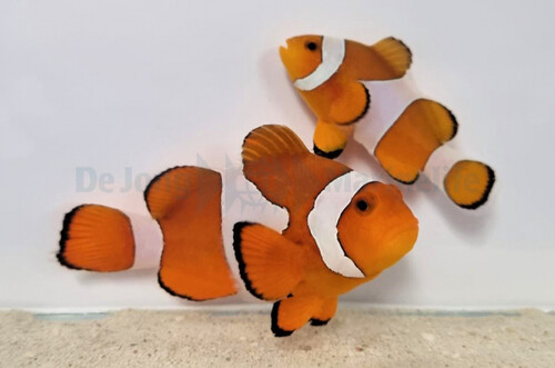 amphiprion_ocellaris_pair_wm_1.jpg