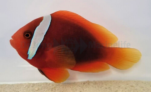 amphiprion_frenatus_wm.jpg
