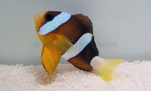 amphiprion_clarkii_wm.jpg