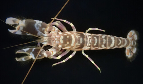 alpheus_bellulus_2_wm.jpg