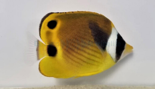 chaetodon_lunula_wm.jpg