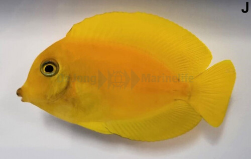 acanthurus_pyroferus_heraldi_wm.jpg