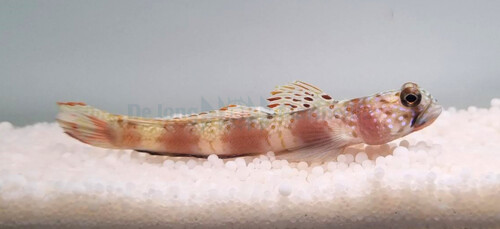 amblyeleotris_latifasciata_wm_1.jpg