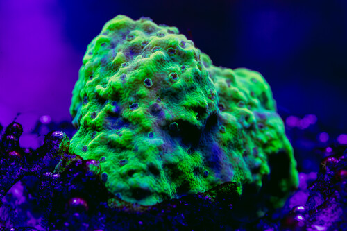 8X2A9807-2-Enhanced-NR.jpg