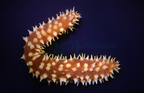 holothuria_mertensiothuria_hilla_wm.jpg