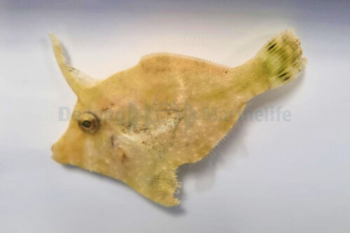 acreichthys_tomentosus_wm.jpg