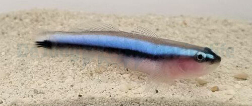 elacatinus_oceanops_-_t.b._wm_2.jpg
