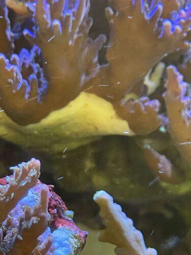 WS