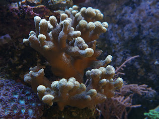 porites1.jpg