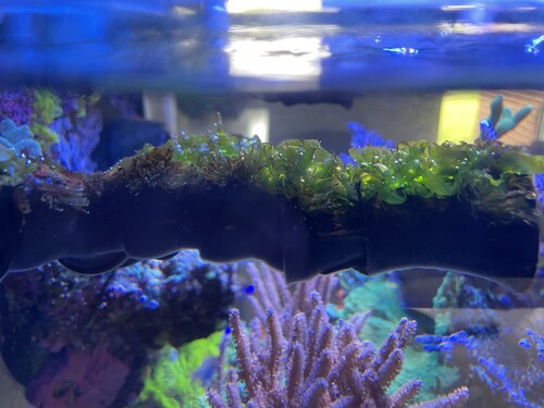 Algae 02