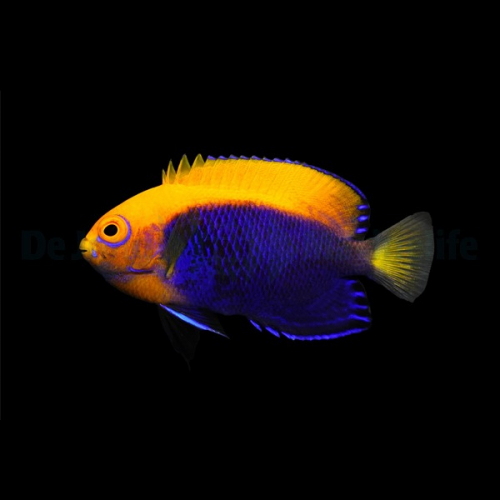 centropyge_acanthops3wm.jpg