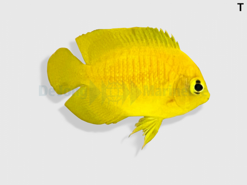 centropyge_heraldi_wm (1).png