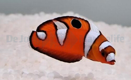 coris_formosa_-_juvenile_wm.jpg