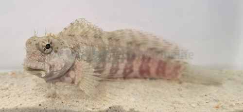 salarias_fasciatus_wm.jpg