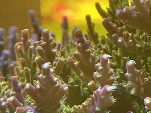 IMG_3928.jpeg (1.76 MiB) Vist 3108 gange Feed