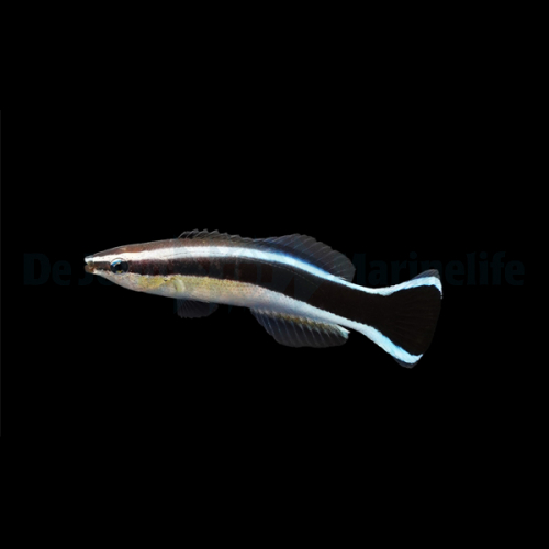 labroides_dimidiatus_t.bwm.jpg