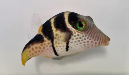 canthigaster_valentini_wm.jpg
