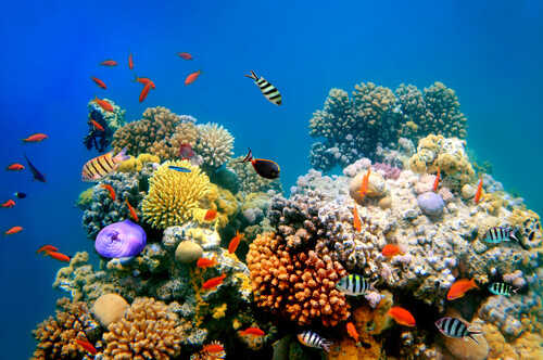 Reef_real2.jpg