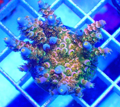 Acropora_WD.jpg
