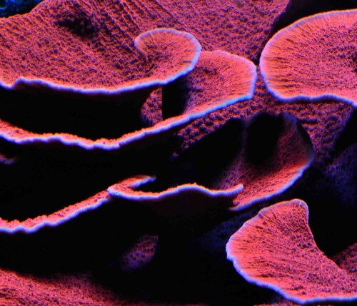 Montopora_red_plating.jpg