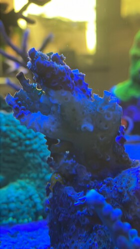 IMG_3967.jpeg (311.1 KiB) Vist 2047 gange Backup damage