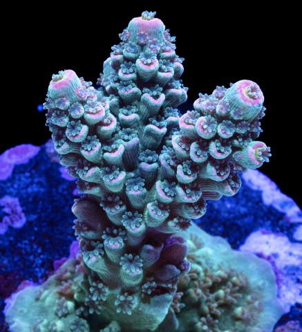 Miami Vice Acropora tenuis.jpg