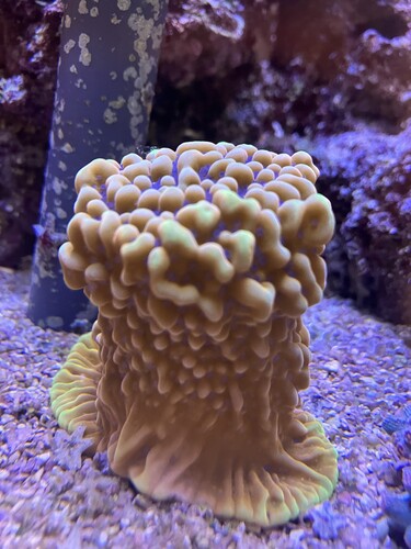 IMG_2124.jpeg