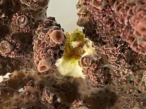 IMG_4085.jpeg (1.59 MiB) Vist 3053 gange Rtn02