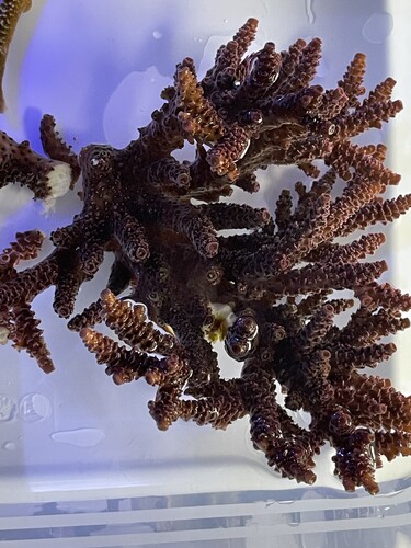 IMG_4084.jpeg (2.27 MiB) Vist 3053 gange Cut01