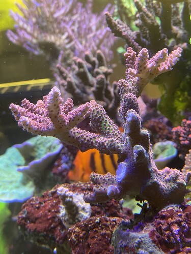 IMG_4083.jpeg (2.83 MiB) Vist 3053 gange Mother01