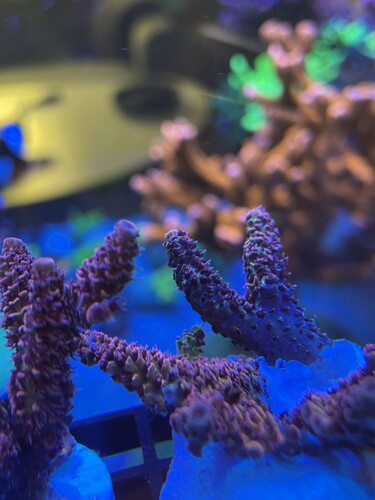 IMG_4090.jpeg (1.93 MiB) Vist 3053 gange Frag02