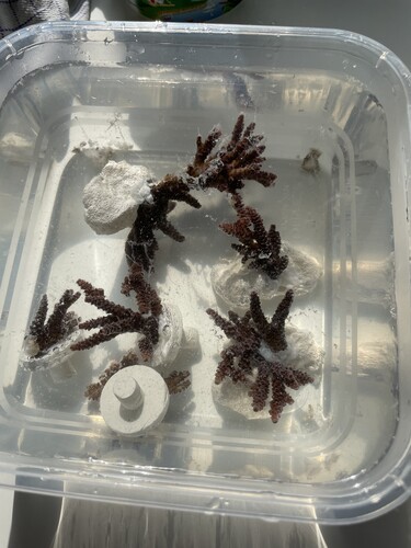 IMG_4087.jpeg (2.77 MiB) Vist 3053 gange Fragclean hydrogen peroxide solution