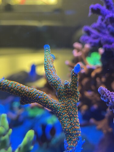 IMG_4092.jpeg (2.06 MiB) Vist 3053 gange Broken piece