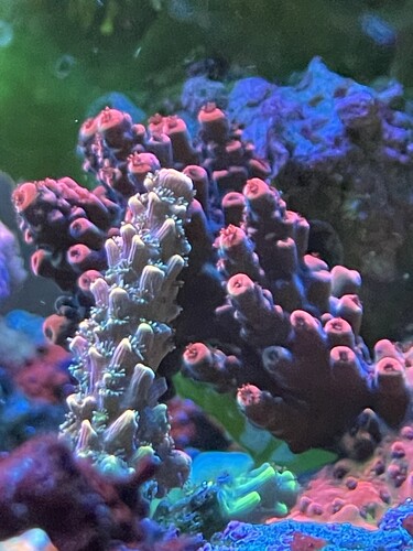 IMG_4106.jpeg (1.83 MiB) Vist 2995 gange Afternoon lovely pictures