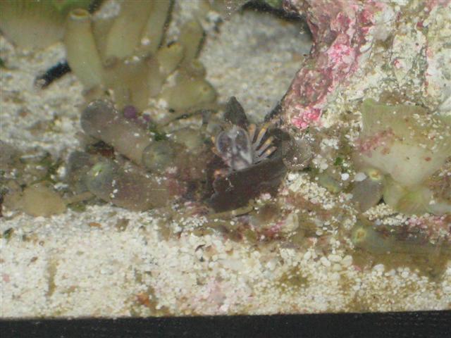 Billede 011 (Small).jpg